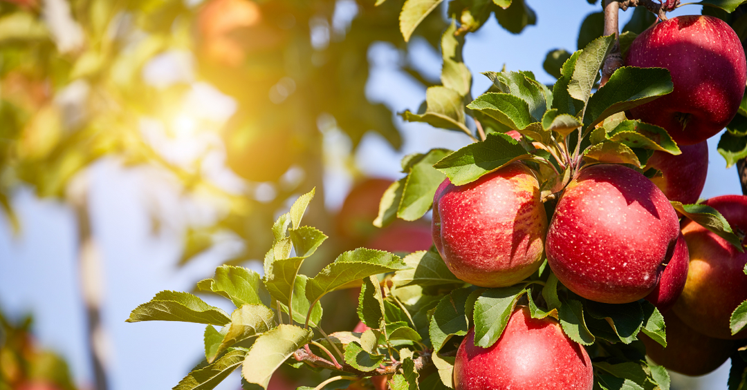 The Power of Swiss Apple Stem Cells in Skincare